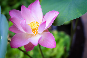 Bright pink lotus flowers blooming among the lush green leaves