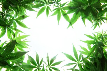 Cannabis Background. Leaf Border Design with Marijuana Leaves for Medical and Natural Concepts