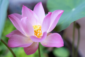 Fototapeta premium Bright pink lotus flowers blooming among the lush green leaves