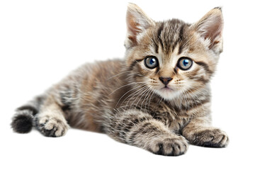 Cat transparent background


