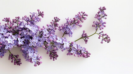  A vertical branch of lilac flowers in full bloom, purple blossoms emanating a soothing fragrance against a clean white backdrop