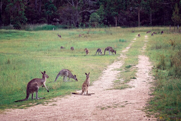 Kangaroo Wallaby Joey Girraween Queensland