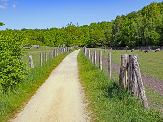 Ein Wanderweg in der Holsteinischen Schweiz in Deutschland führt durch Felder und Wiesen