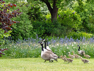 Fünf Weißwangengänse (Branta leucopsis) mit sieben Jungtieren in einem Park in Deutschland