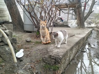 a red cat is standing looking at something, while white cat is searching something. 
