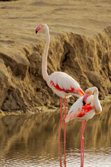 Flamingo family in a  peacefully natural landscape