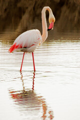 Close up view of a pink flamingo at Regional Park. Mirroring effect. Bird watching at salt pond. Wild Life. Nature. Landscape scenery