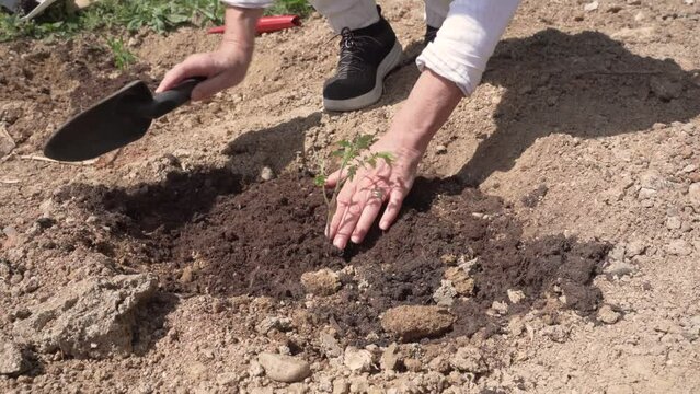 Close-up of a farmer woman planting a plant in the organic garden with a shovel. High quality 4k footage