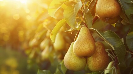 Pears on a tree. Harvest Concept. The concept of natural farming, organic products.