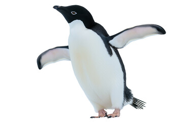 Gentoo penguin isolated on transparent background - Powered by Adobe