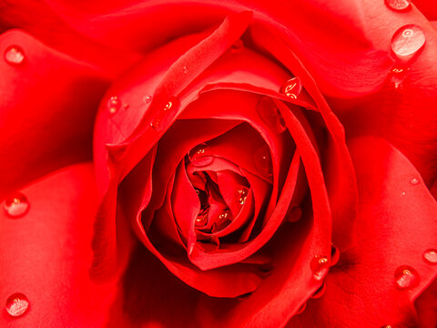 Vibrant crimson rose petals bejeweled with glistening dew drops in a stunning macro photography shot