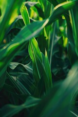 Obraz premium Close up of a leafy plant in a field, suitable for nature and botanical themes