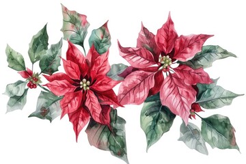 Beautiful watercolor painting of poinsettias on a white background, perfect for holiday designs