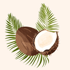 Exotic Coconut and leaves isolated on white background. Summer fruits for healthy lifestyle. Organic fruit. Vector illustration. 