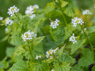 Blick auf blühende Pflanzen der Knoblauchrauke (Alliaria petiolata).