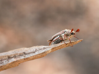 Seitliche Nahaufnahme von einem Maikäfer (Melolontha hippocastan). Er sitzt mit aufgerichteten Fühlern auf einem Stück Holz.