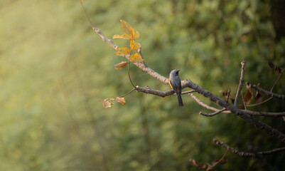 Summer tree and the small minivet