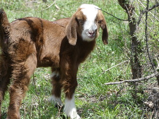 a brown goat with white spot on her forehead is looking at her mother.
