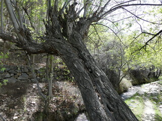 an old wild tree beside a brook