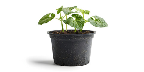 Flower seedlings in a black plastic pot. Seedlings of petunias. Plastic pot with a young sprout of against a light background.