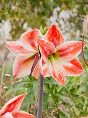 Flowers of cultivar of the Hardy Amaryllis or St. Joseph's Lily (Hippeastrum vittatum, syn. Amaryllis vittata), distributed from southern Brazil to Argentina. Spain