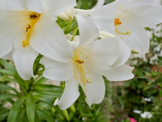 Flowers of the regal lily, royal lily, king's lily or Christmas lily (Lilium regale), cultivar, Spain
