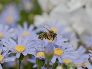 Obraz premium Bee on flowers of the blue daisy bush or blue felicia (Felicia amelloides), Spain