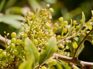 Flowers and fruits of the Mt. Atlas mastic tree, Atlas pistachio, Atlantic pistacio, Atlantic terebinth, Cyprus turpentine tree, and Persian turpentine tree (Pistacia atlantica) or betoum, Spain