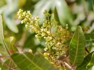 Flowers and fruits of the Mt. Atlas mastic tree, Atlas pistachio, Atlantic pistacio, Atlantic terebinth, Cyprus turpentine tree, and Persian turpentine tree (Pistacia atlantica) or betoum, Spain