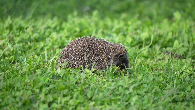 Southern white-breasted hedgehog eating a grasshopper