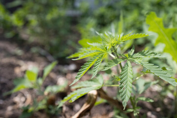 A plant with a leafy green stem and leaves. The plant is growing in a field Young cannabis hemp...