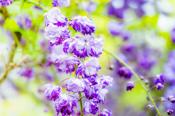 八重黒龍藤 八重咲きの藤の花