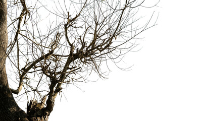 silhouette of a tree with dry branches isolated on a white background