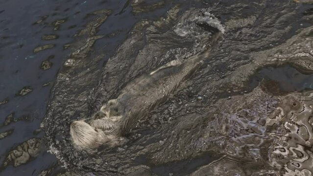 A sea otters is swimming in a murky body of water