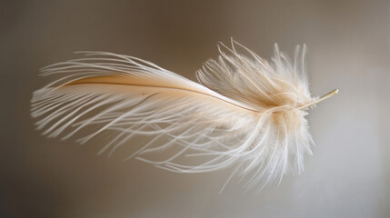 Single ethereal white feather floats gently against a soft, neutral-toned backdrop