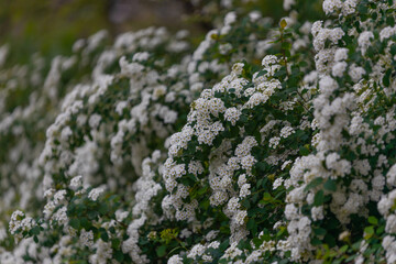 Delicate white flowers of Spiraea Wangutta. Beautiful flower abstract nature background. Ornamental shrub of the family. Home flower bed.
