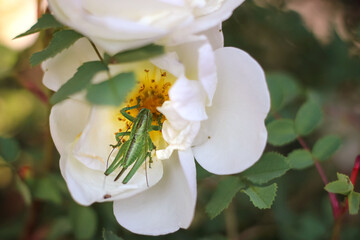 Green locust on rosehip flower in summer garden feeding on nectar. Control of insect pests....