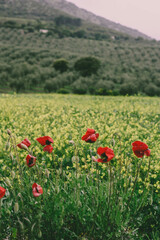 field of poppies