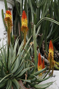 Bunte Bl&uuml;ten der Aloa vera Pflanze 