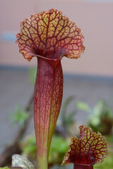 Tropical pitcher plant Sarracenia growing in a greenhouse