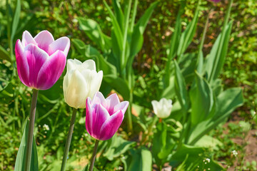 Gardening,landscaping. Blooming pink white tender tulips.green meadow