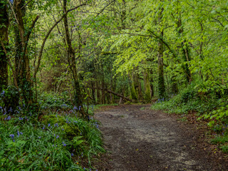 Path through a Ciornish woods.