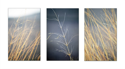 A photo of dried grass was taken in nature. Since it was taken after the rain, there are raindrops...