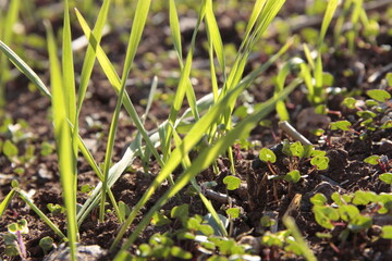 grass growing in the ground