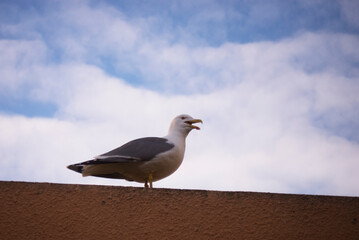closeup of seagull standing on a roof in border the sea