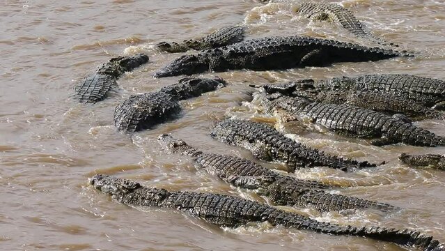 Nile crocodiles are eating wildebeest in the Mara river. Kenya. Masai Mara. Africa. 