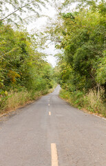 Long road in forest of Thailand