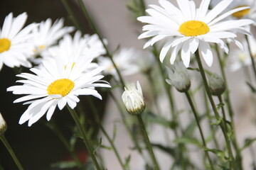 white flowers
