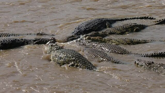Nile crocodiles are eating wildebeest in the Mara river. Kenya. Masai Mara. Africa. 