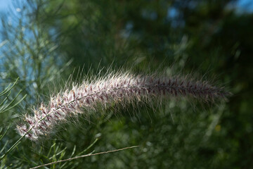Obraz premium Plume of Pennisetum alopecuroides 'Hameln', Broad lamp-cleaner grass, Brush-feather grass along a road with green blurred foliage background